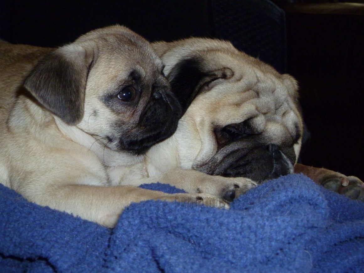 Tater the Pug at age 4 w/Bruce