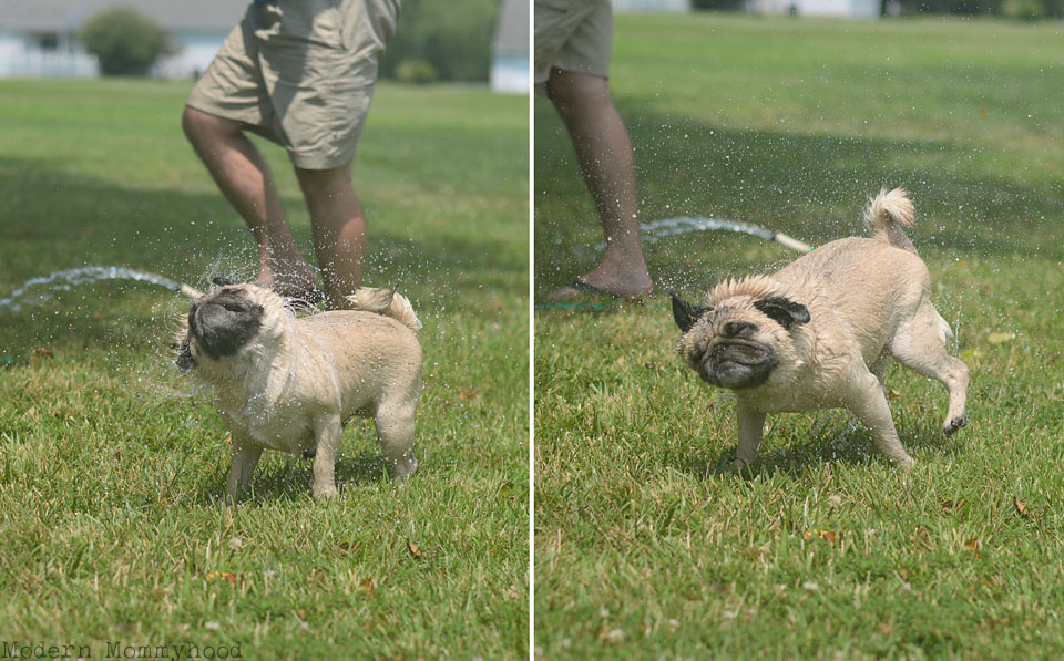 Bath time for pugs!