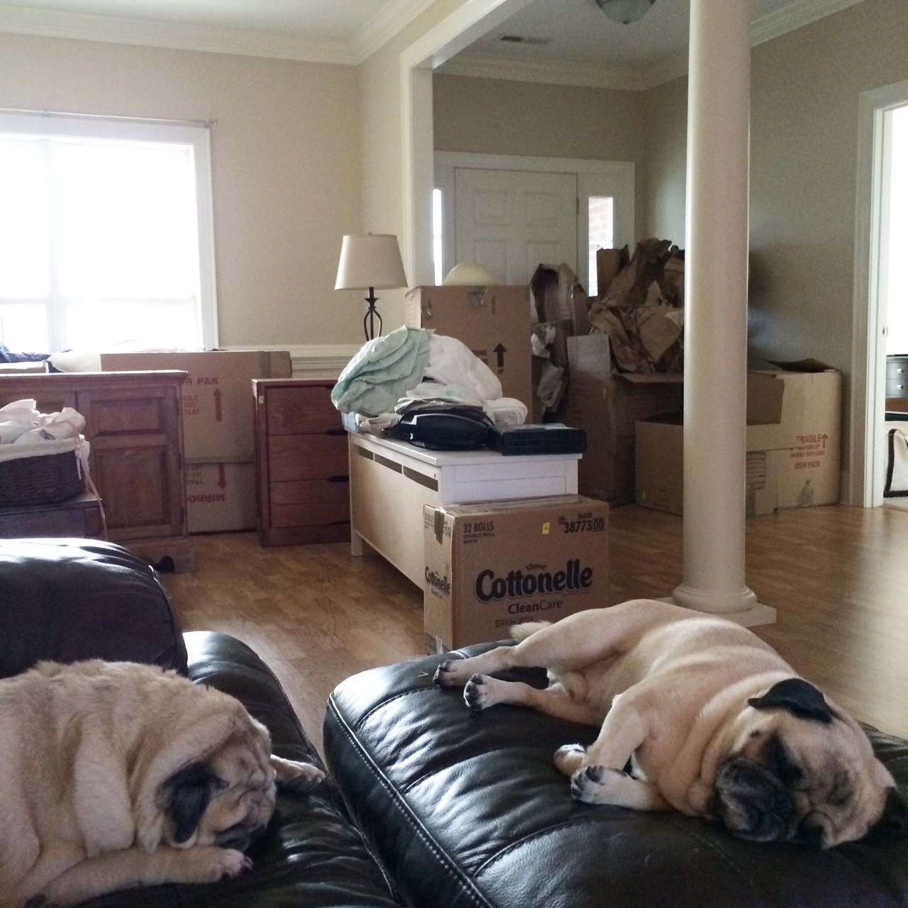 Boxes everywhere...and pugs too!